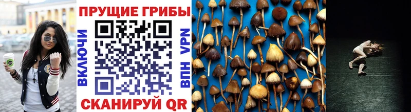 купить  цена  Ирбит  Галлюциногенные грибы прущие грибы 